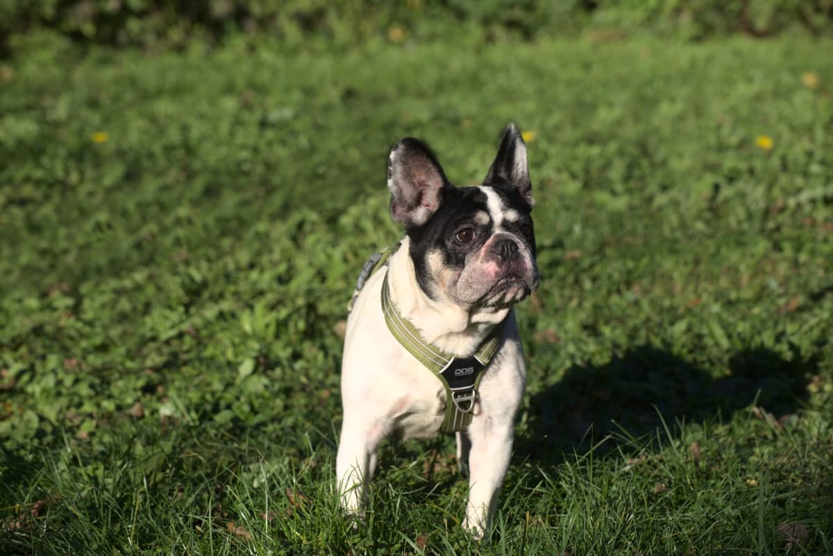 Gina - Französische Bulldogge - Bild 4