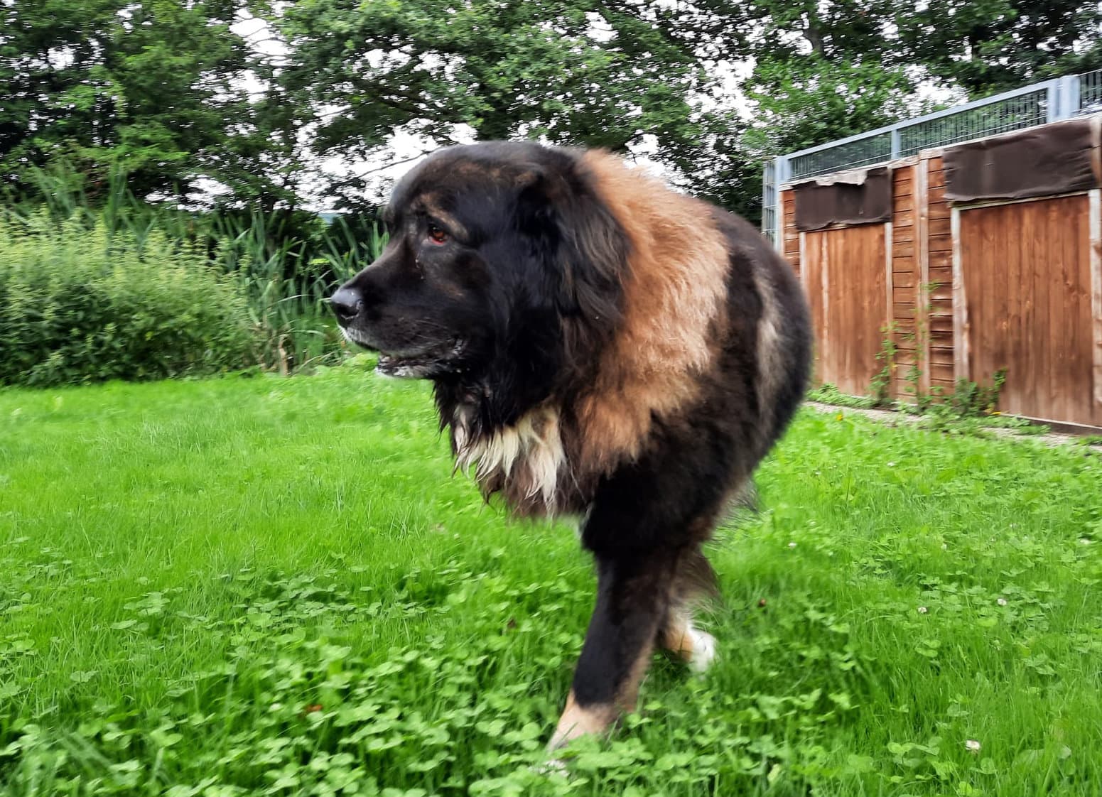 Goliath - Leonberger - Bild 8