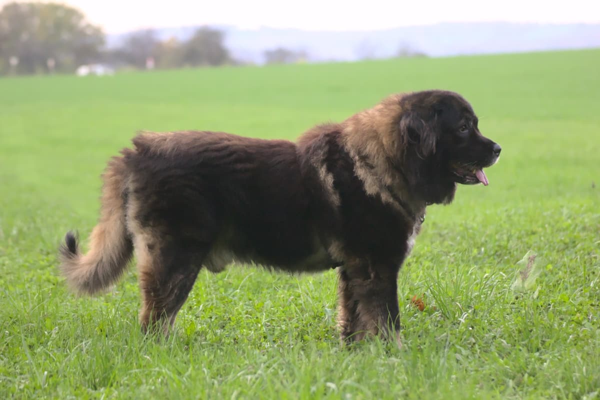 Goliath - Leonberger - Bild 13