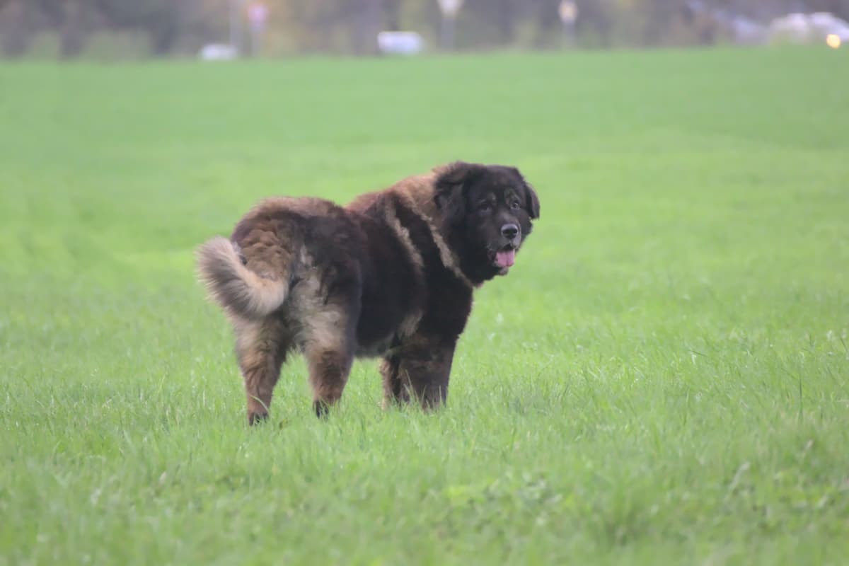 Goliath - Leonberger - Bild 12