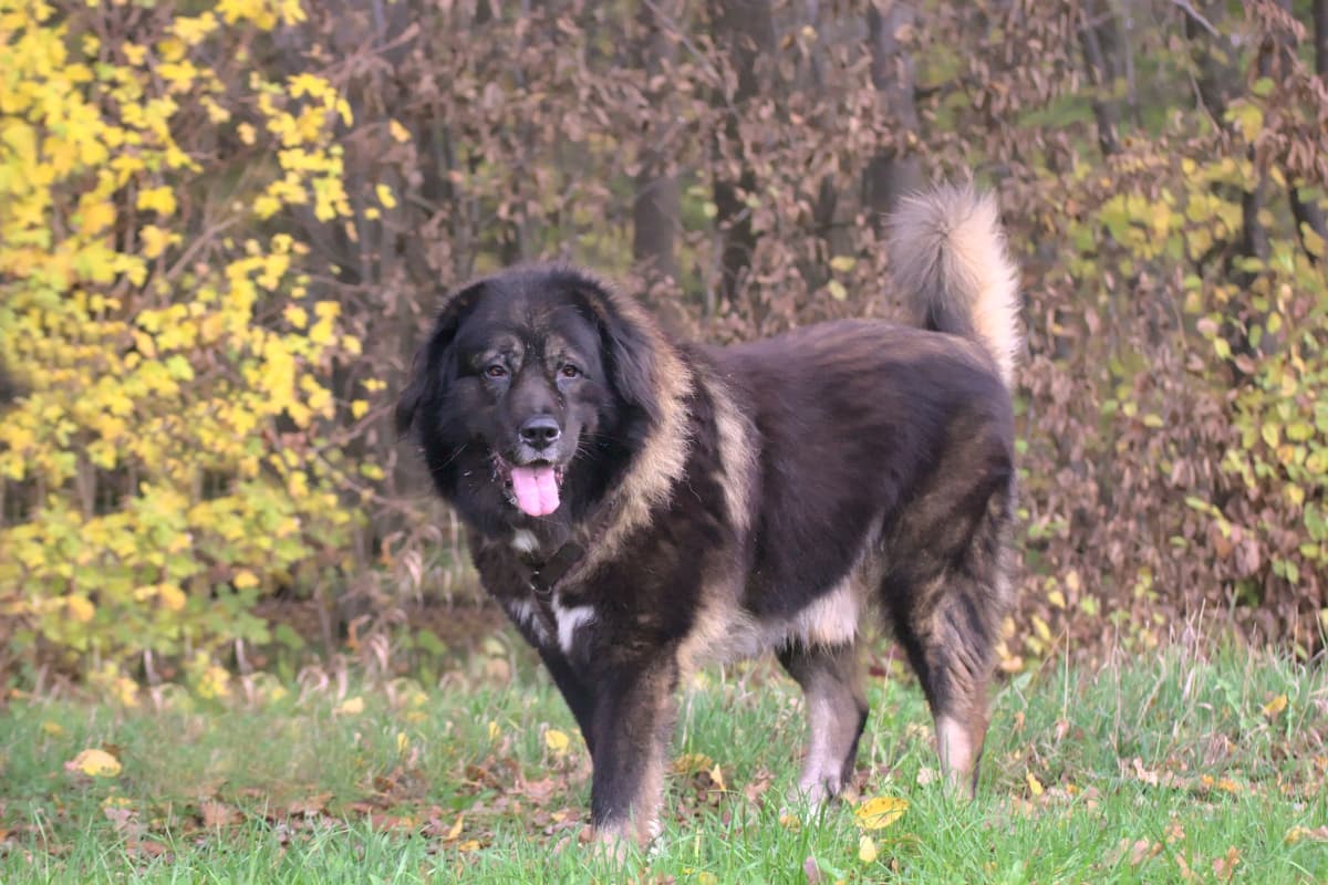 Goliath - Leonberger - Bild 16