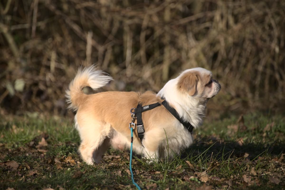 Jony - Chihuahua - Bild 6