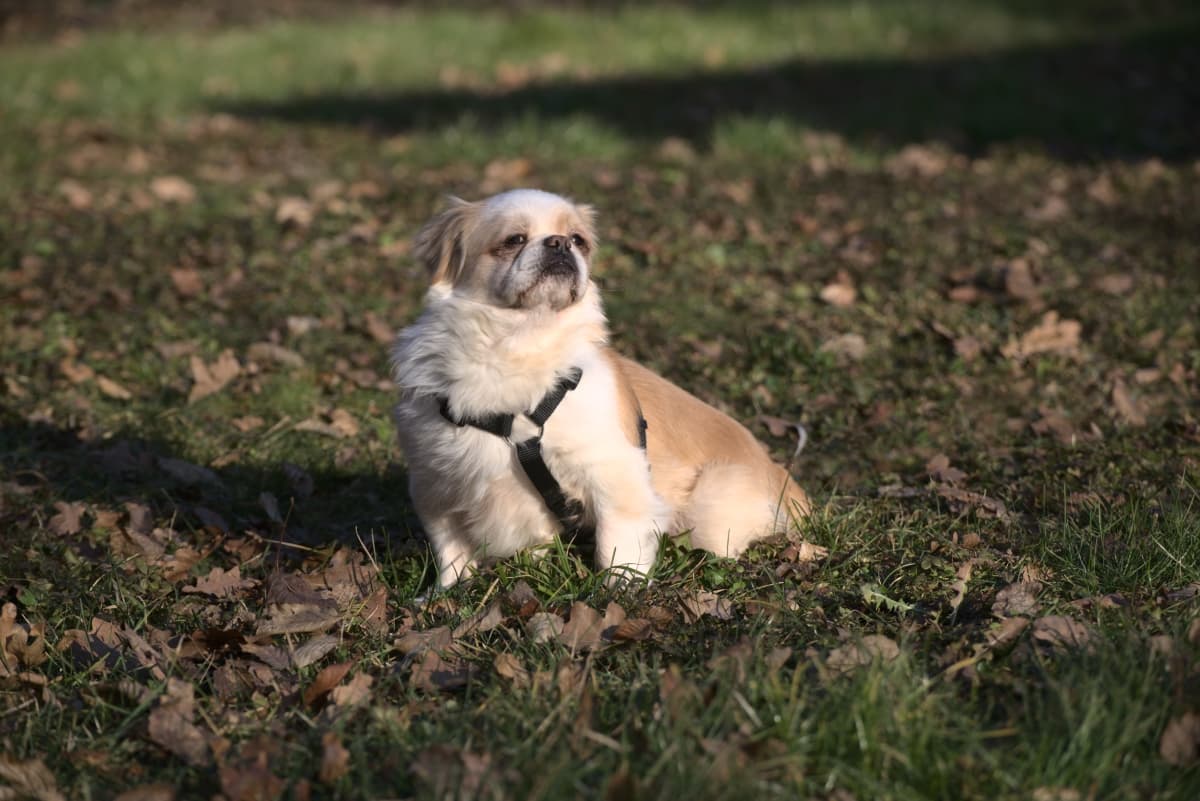 Jony - Chihuahua - Bild 7