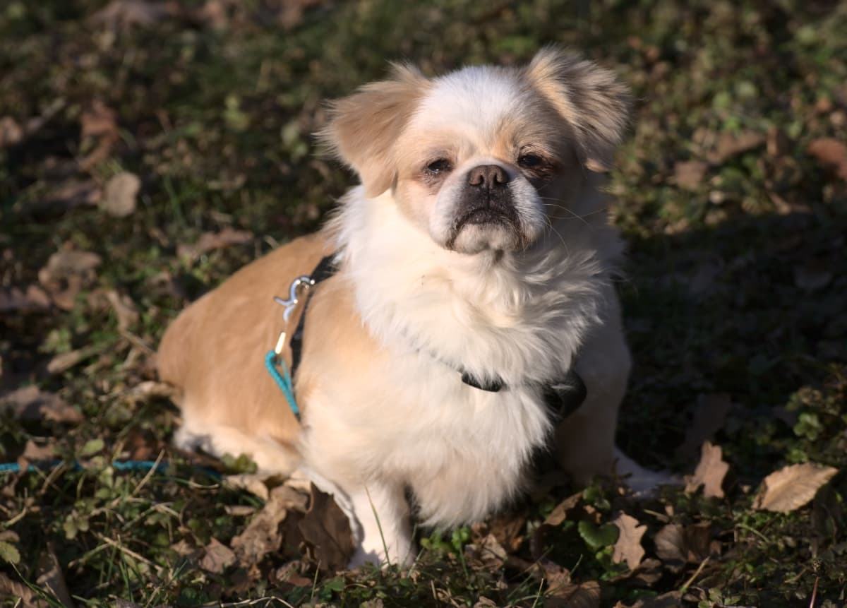 Jony - Chihuahua - Bild 3