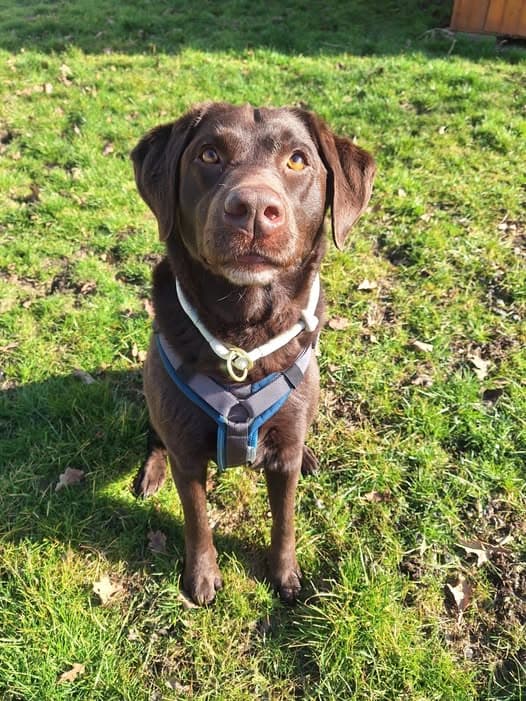 Labrador Retriever Joy