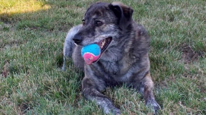 Deutscher Schäferhund Wulfi