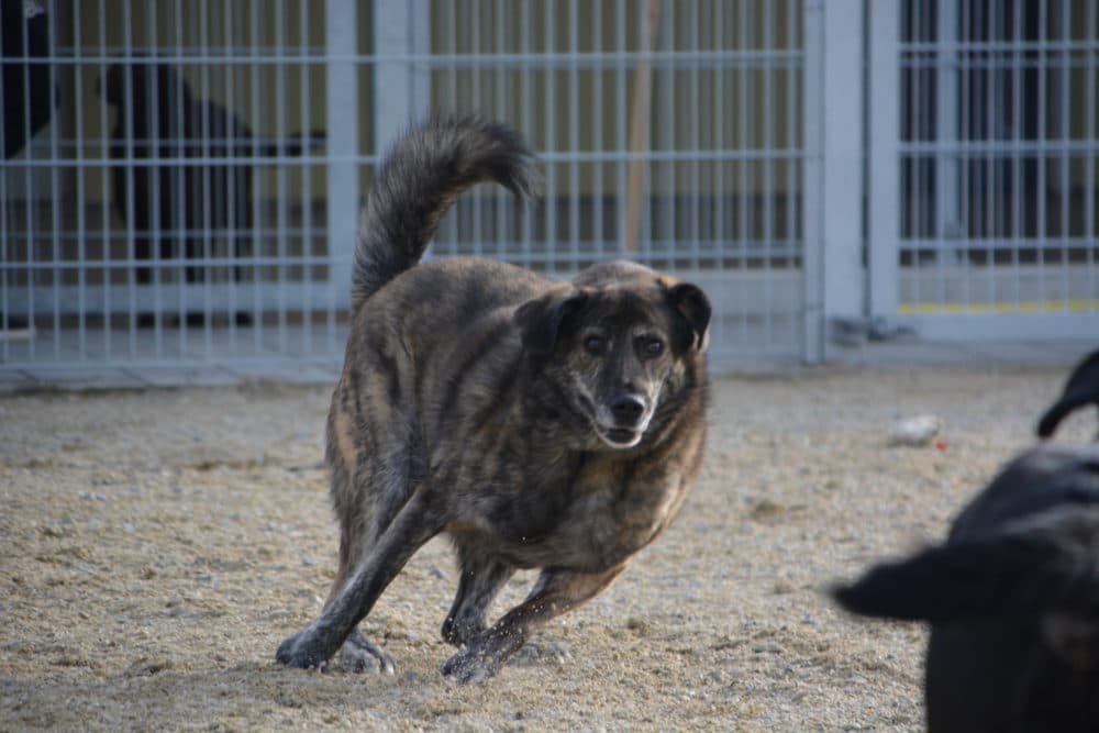 Wulfi - Deutscher Schäferhund - Bild 7