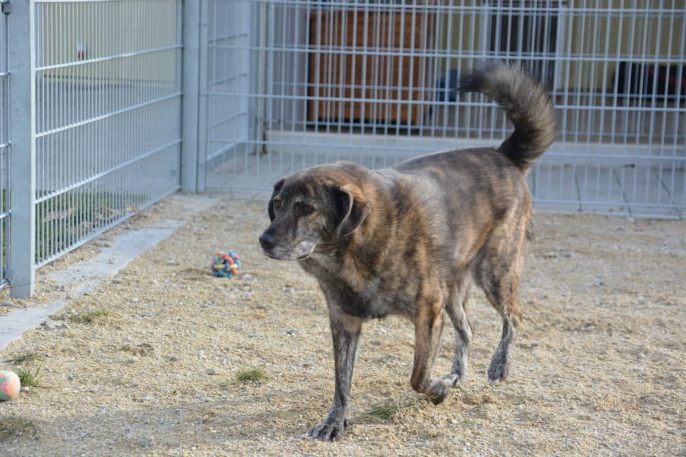 Wulfi - Deutscher Schäferhund - Bild 6