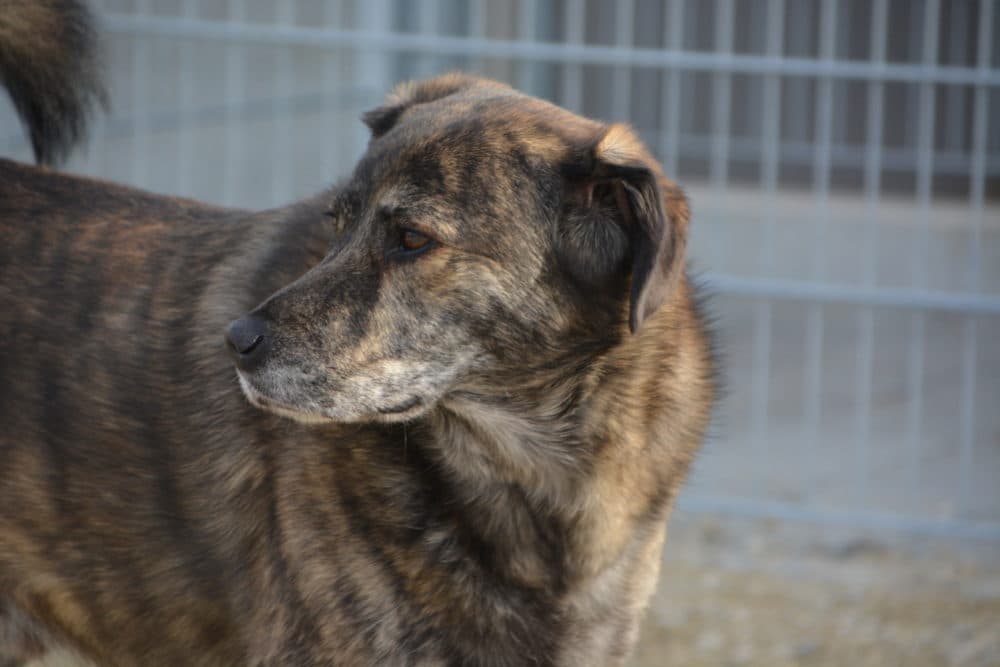 Wulfi - Deutscher Schäferhund - Bild 8