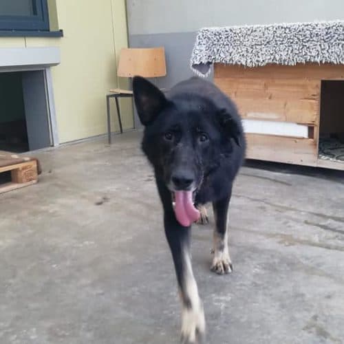 AIK - Deutscher Schäferhund - Bild 9