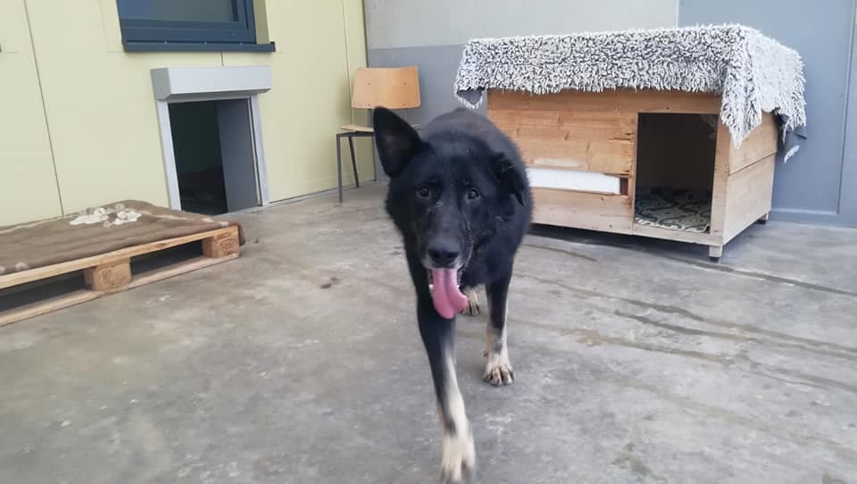 AIK - Deutscher Schäferhund - Bild 8