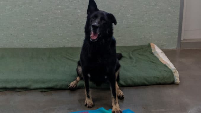 Deutscher Schäferhund AIK