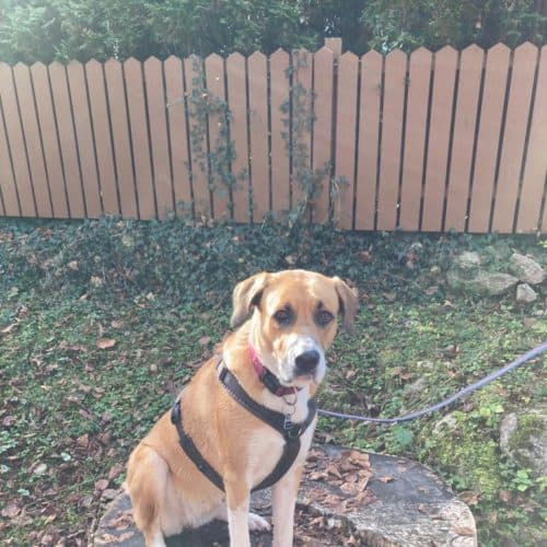 Paula - Deutscher Schäferhund - Bild 11