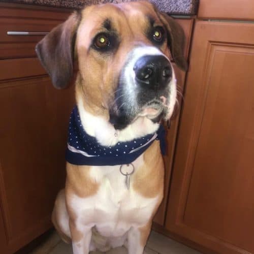 Paula - Deutscher Schäferhund - Bild 13