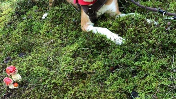 Deutscher Schäferhund-Mix Paula