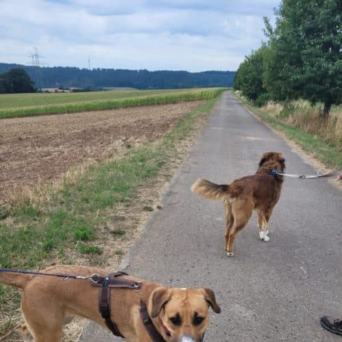 Paula - Deutscher Schäferhund - Bild 5