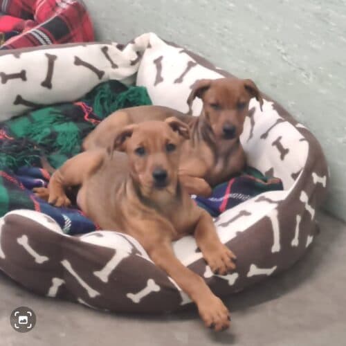 Sissi - Deutscher Pinscher - Bild 11