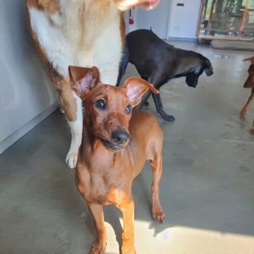 Sissi - Deutscher Pinscher - Bild 4