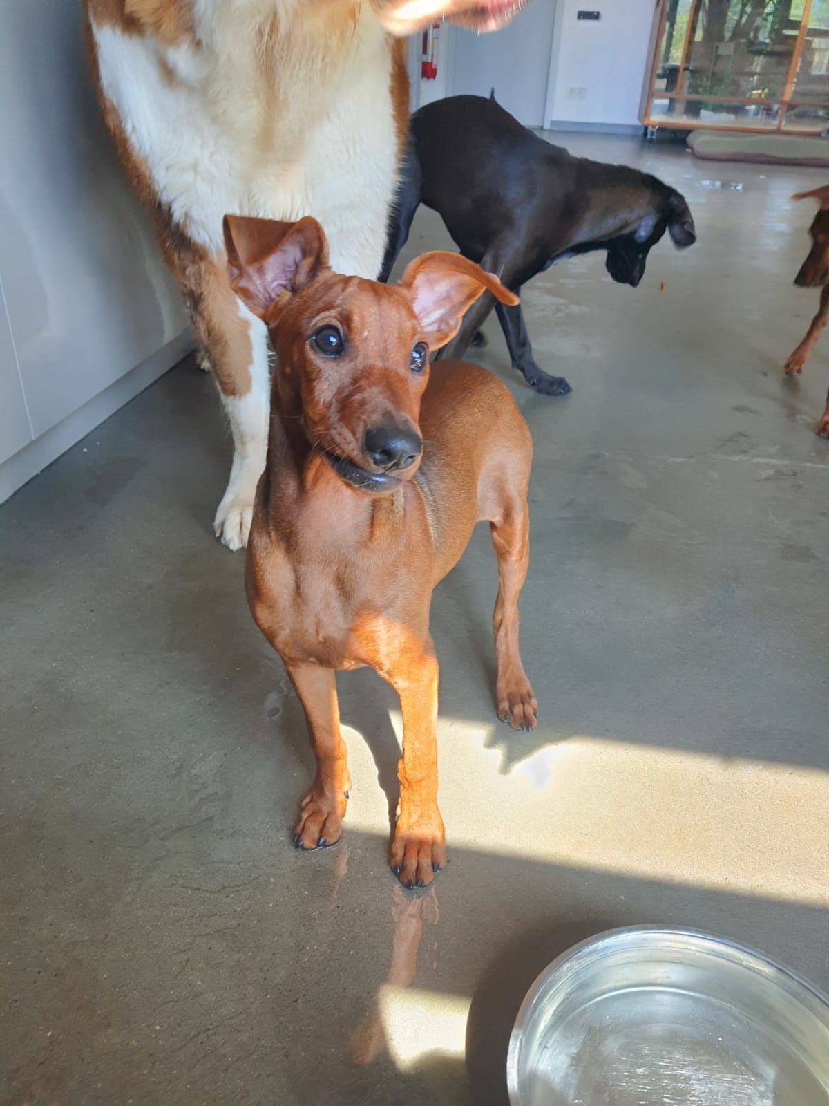 Sissi - Deutscher Pinscher - Bild 8