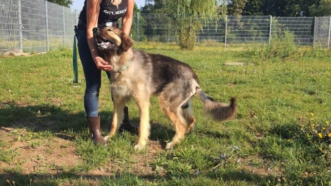 Randy - Zentralasiatischer Owtscharka - Bild 3