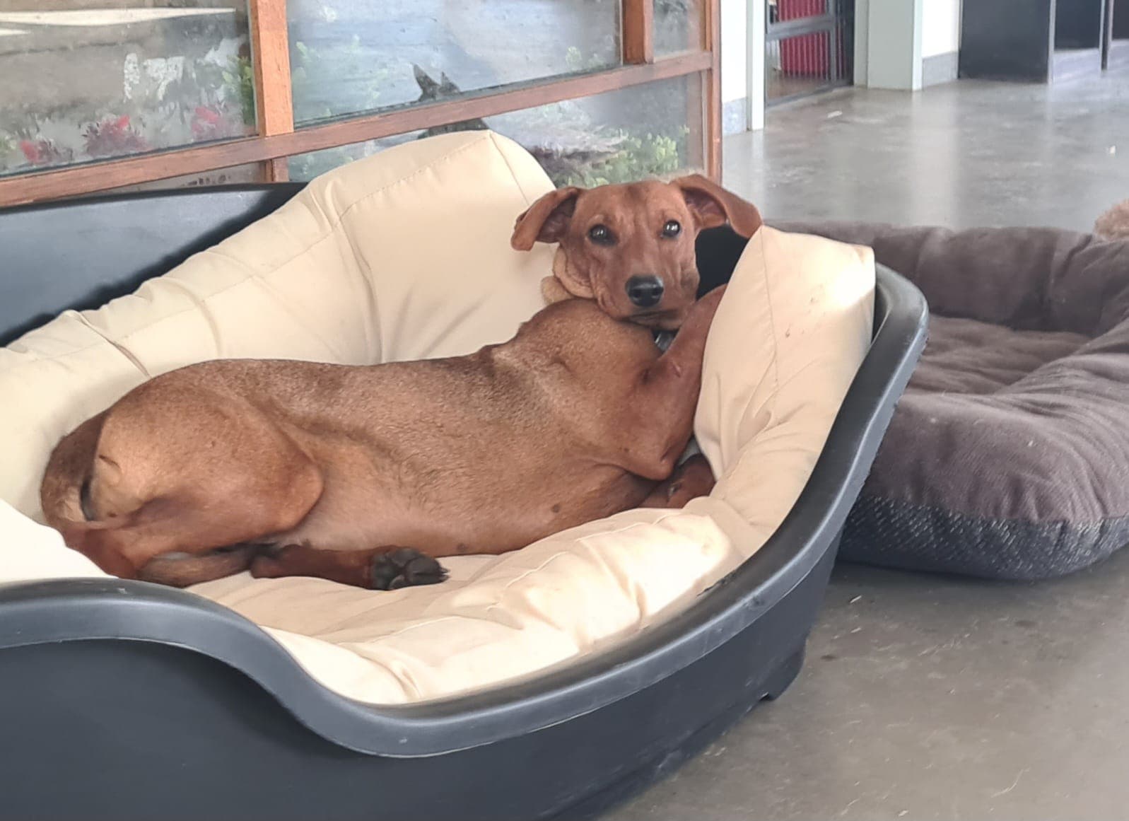 Lotte - Deutscher Pinscher - Bild 6