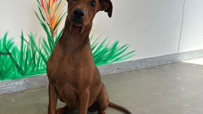 Sissi - Deutscher Pinscher - Bild 10