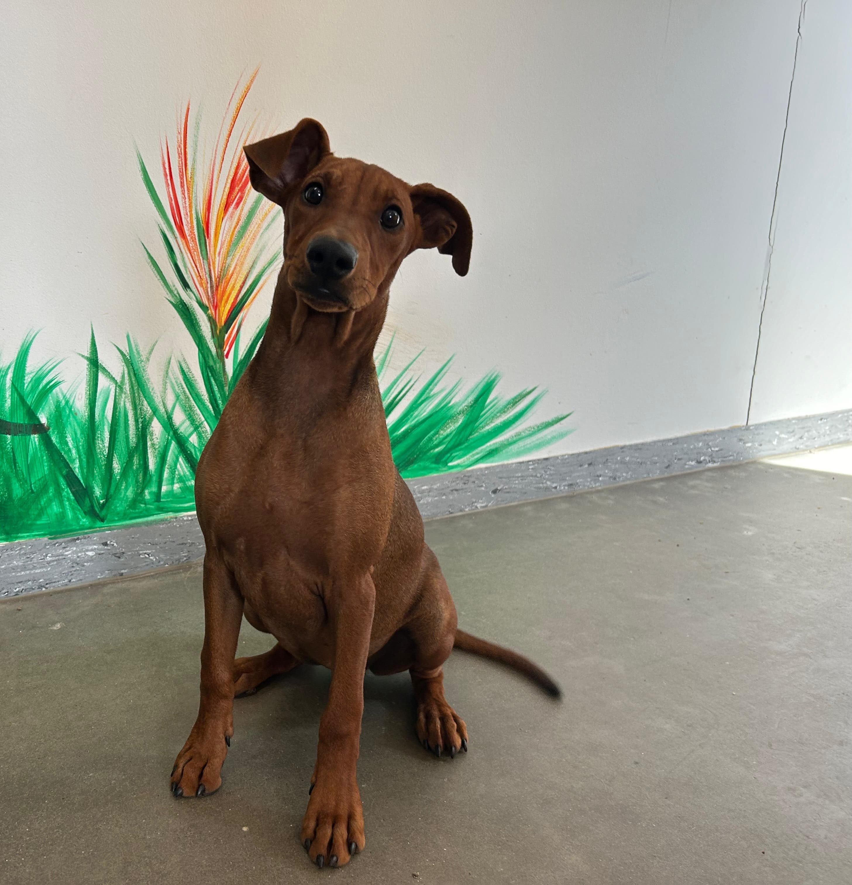 Sissi - Deutscher Pinscher - Bild 9