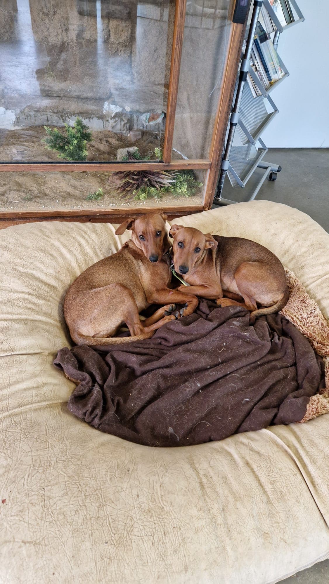 Motte - Deutscher Pinscher - Bild 3