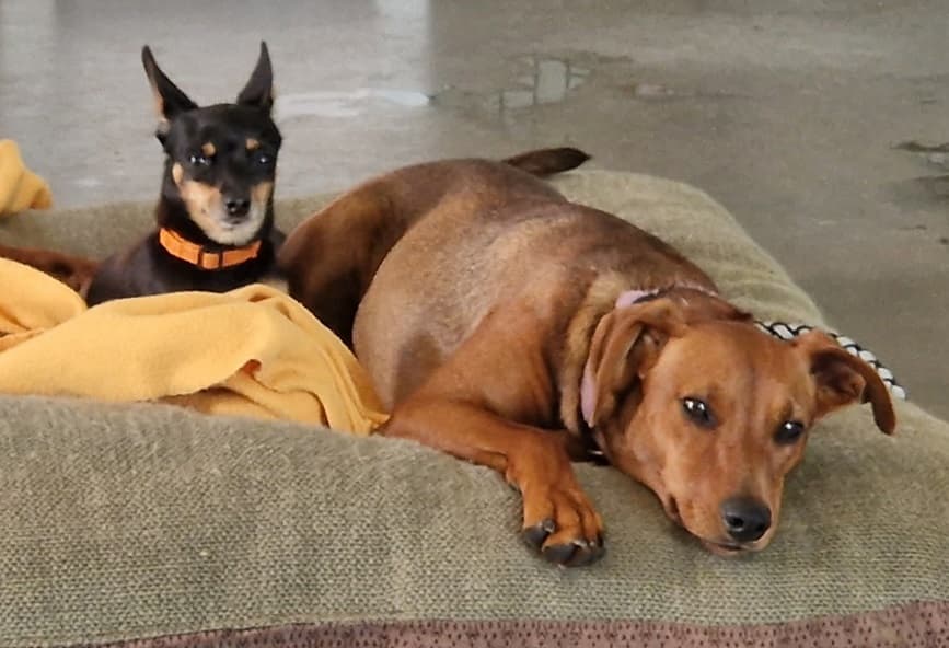 Motte - Deutscher Pinscher - Bild 4