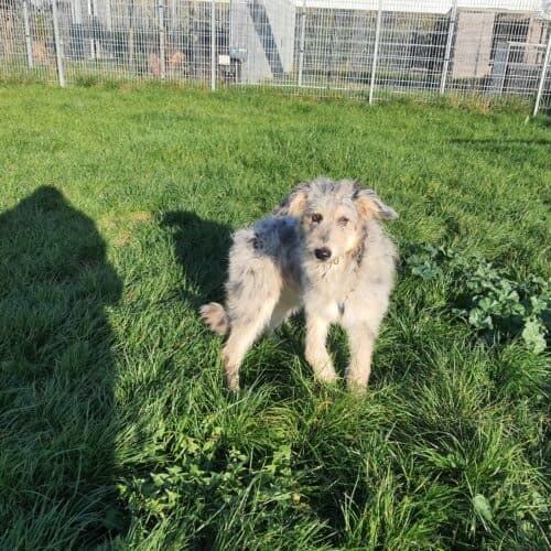 Max - Australian Shepherd - Bild 9