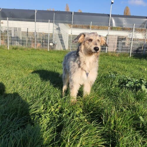 Max - Australian Shepherd - Bild 7