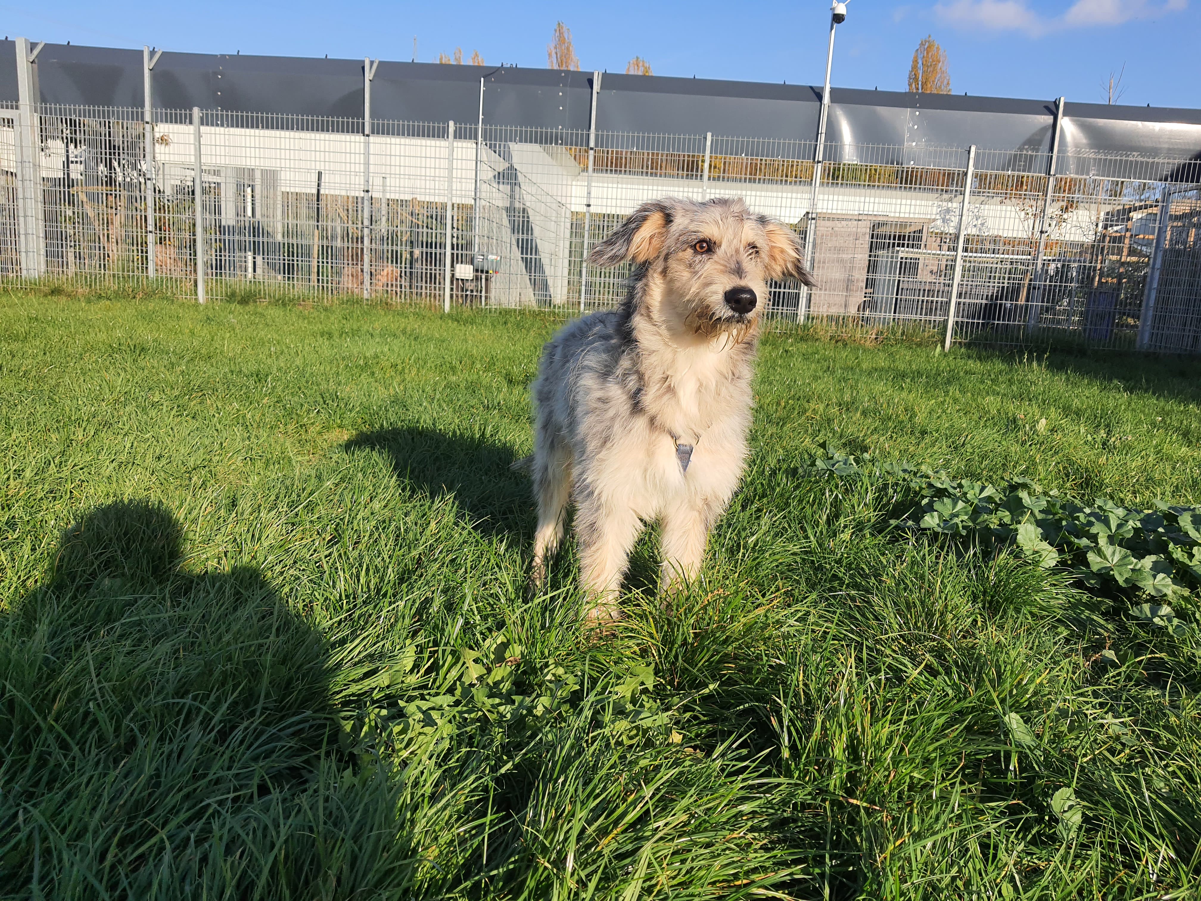 Max - Australian Shepherd - Bild 2