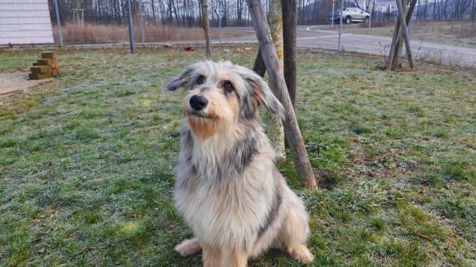 Max - Australian Shepherd - Bild 1