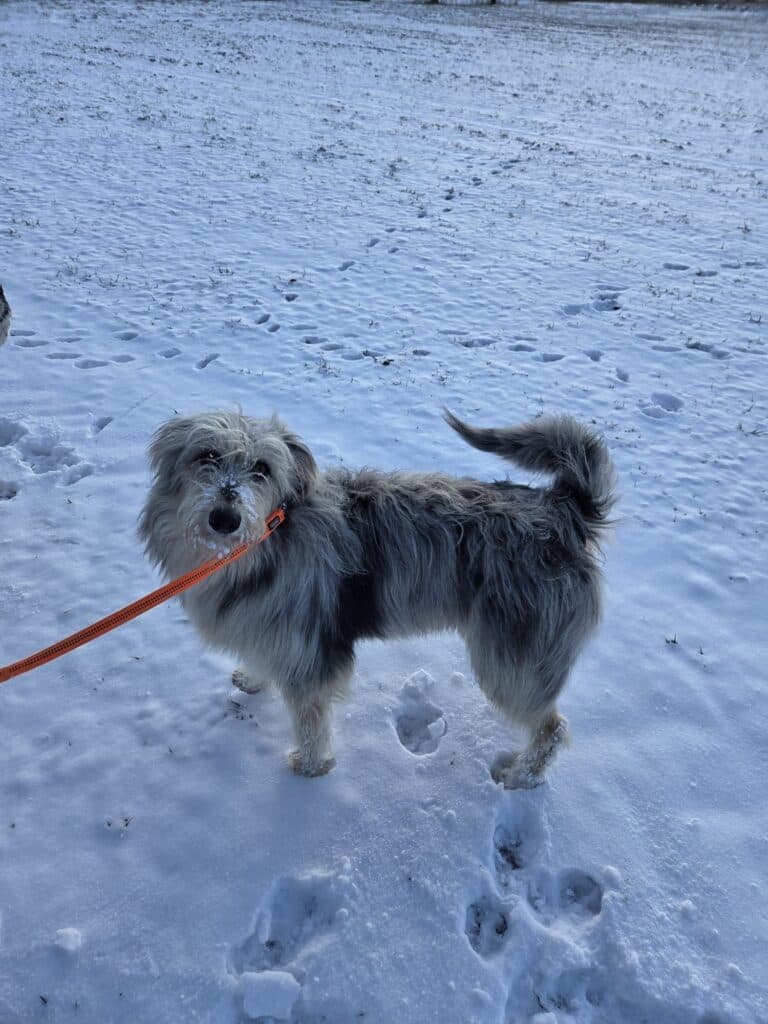 Max - Australian Shepherd - Bild 5