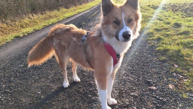 Border Collie-Mix Mandy