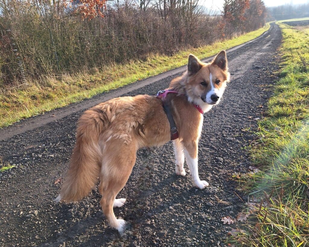 Mandy - Border Collie - Bild 2
