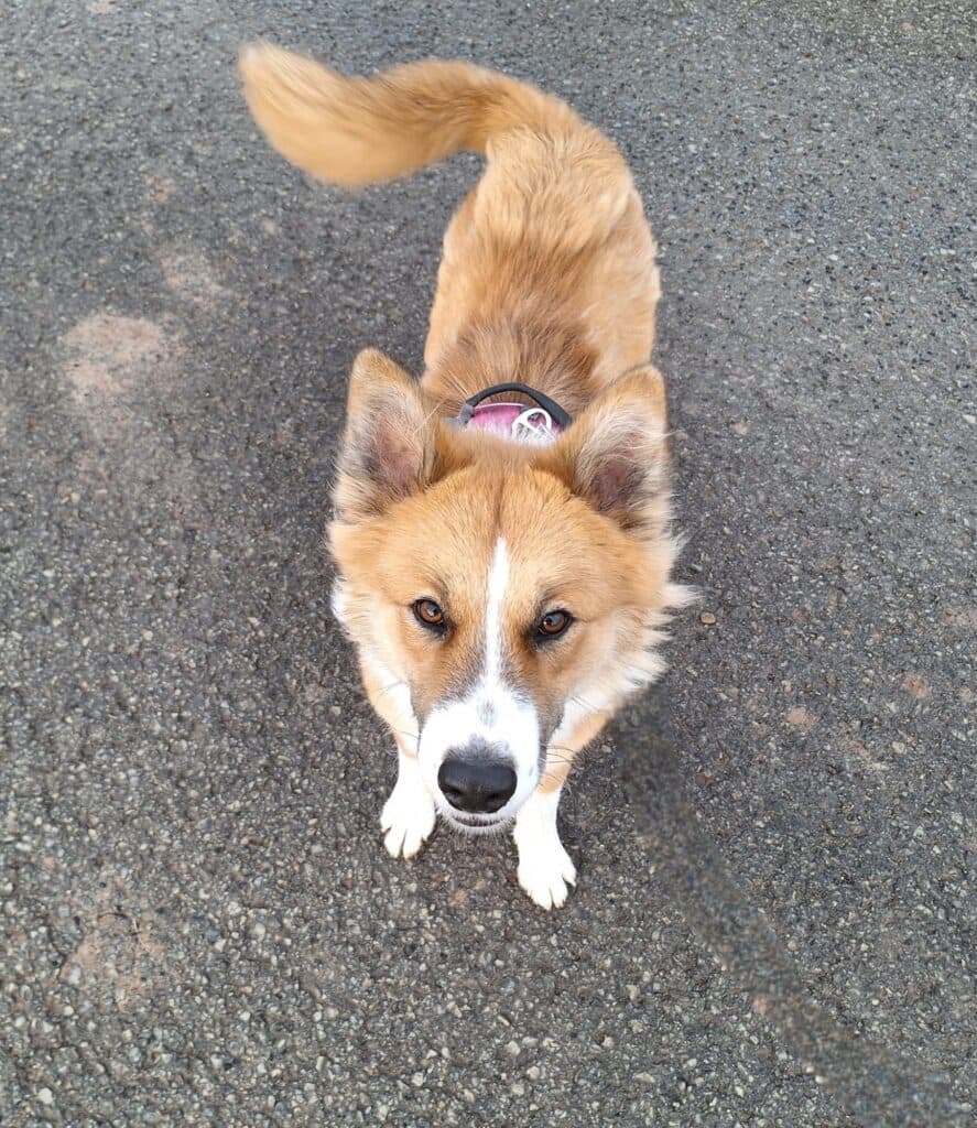 Mandy - Border Collie - Bild 10