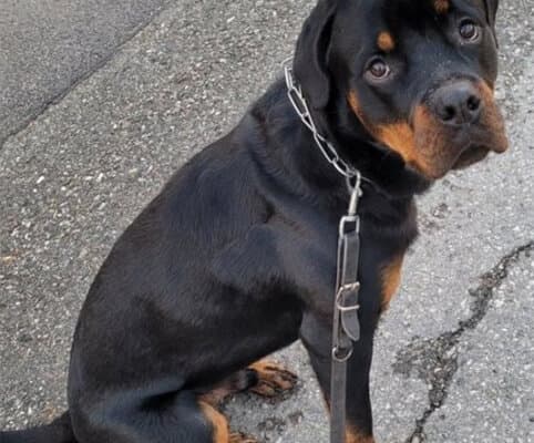 Rottweiler Avo