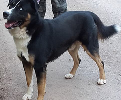 Siberian Husky-Mix Ben