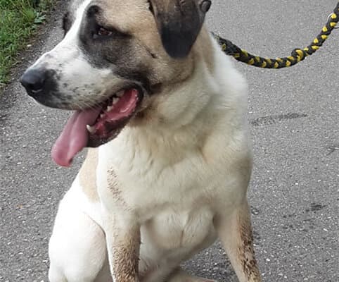 Kangal-Hirtenhund Sina