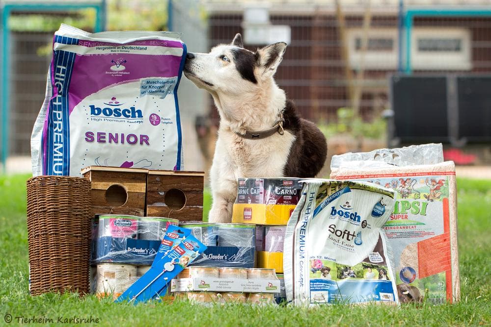 George - Rhodesian Ridgeback, Deutsche Dogge - Bild 3