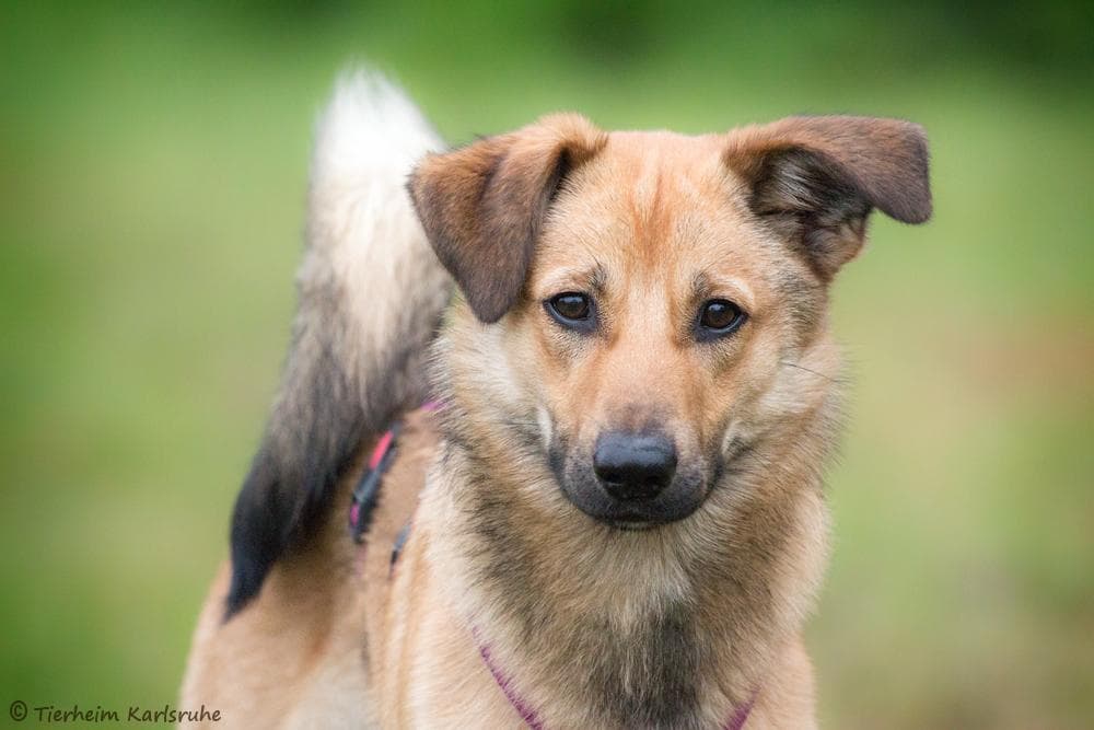 Beagle, Border Collie Mylo