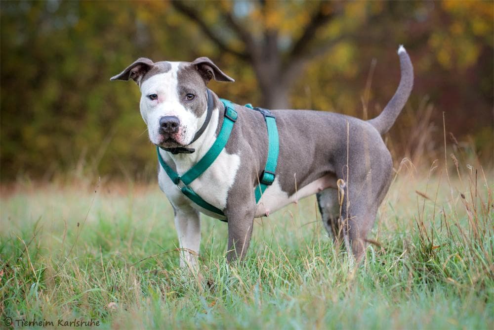 Fluffy - Staffordshire Bullterrier, American Staffordshire Terrier - Bild 3