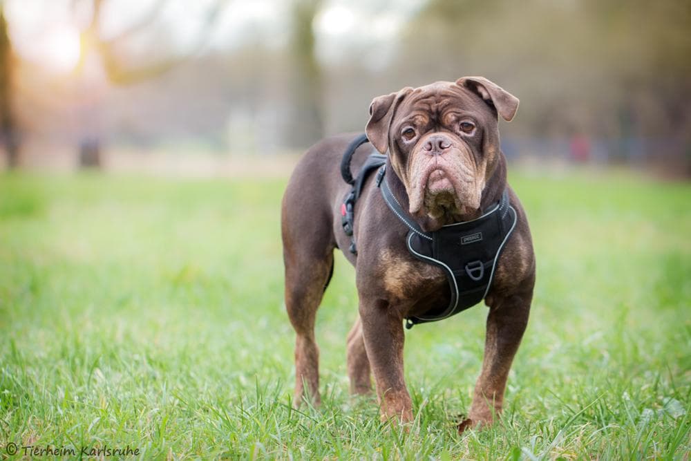 Hugo - Englische Bulldogge - Bild 2