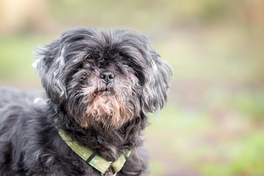 Dackel, Shih Tzu, Jack Russell Terrier Sissi