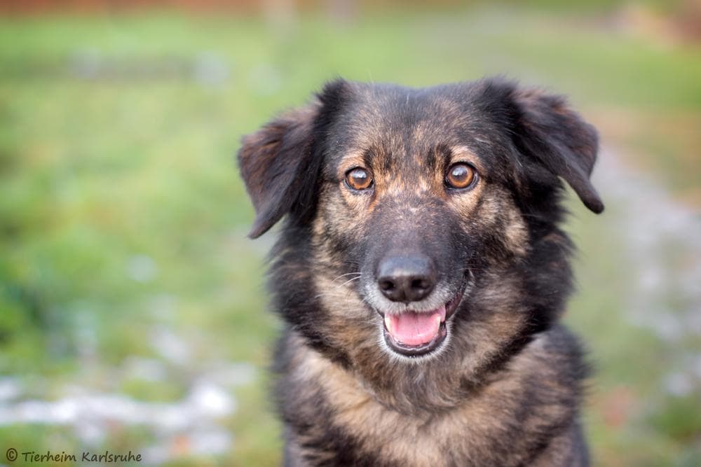 Beagle, Border Collie Feya