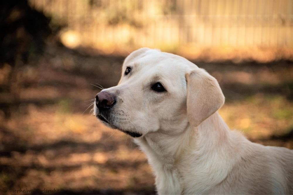 Labrador Retriever-Mix Felix