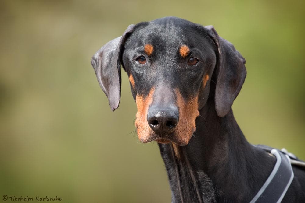 Mailo - Dobermann - Bild 2