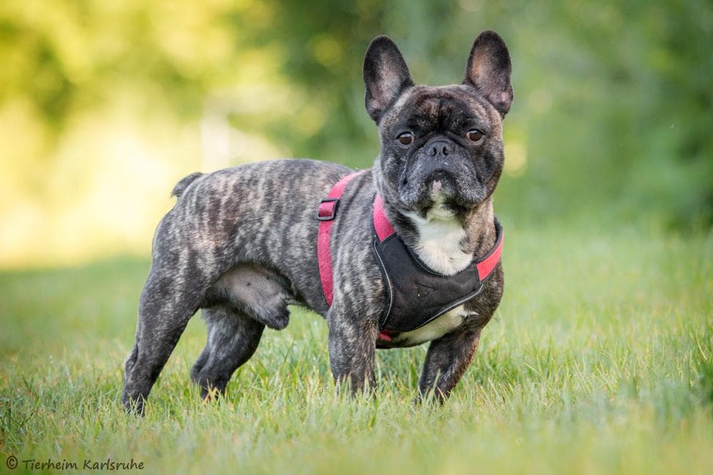 Lucky - Französische Bulldogge - Bild 2
