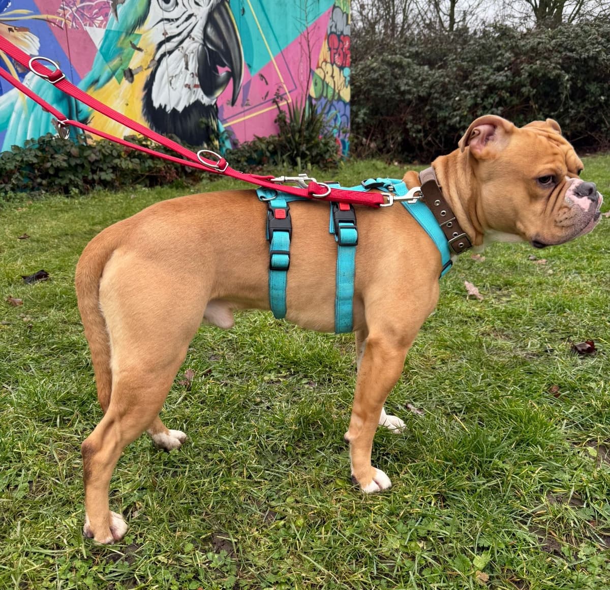 Capone - Englische Bulldogge - Bild 3